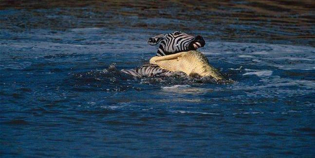 鳄鱼残暴的行凶瞬间 - 月  月 - 阳光月月《万网搜索》