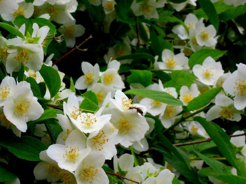 Rose【夏日花卉】