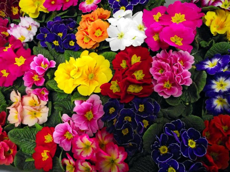 Rose【夏日花卉】