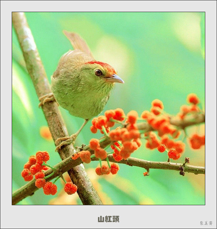 五十种漂亮的爱鸟！来认识一下吧！【美图共赏】 - 無為居士 - 聚美齋