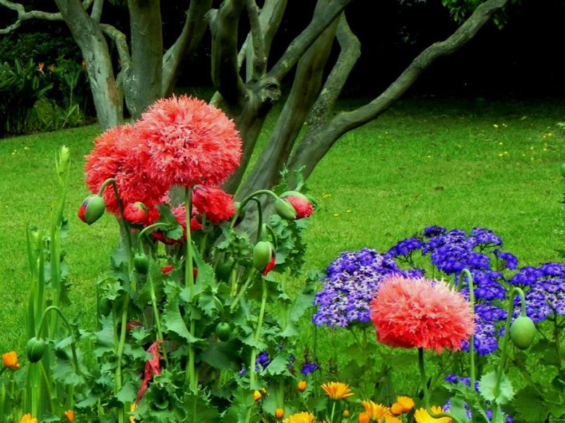 Rose【夏日花卉】