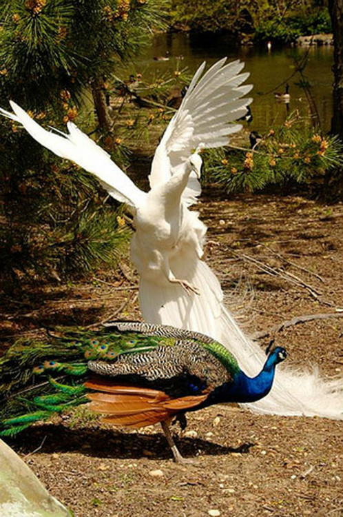 您见过孔雀飞行吗？ - 怀旧.梦缘 - 怀旧.梦缘