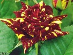 流星雨（Abracadabra）