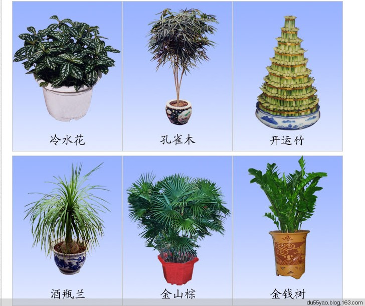 室内观叶植物品种、图例、栽培要点 - 地狱壳子 - 壳子的博客