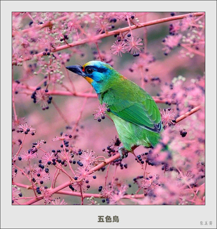 五十种漂亮的爱鸟！来认识一下吧！【美图共赏】 - 無為居士 - 聚美齋