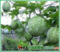 一个将血管壁清理干净的有效方子 - 山鸽 - 山鸽的空间