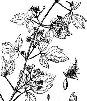 [转载]解开女人不老用药的秘密鈥斺斖嘉牟⒚