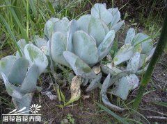 轮回（Cotyledon orbiculata