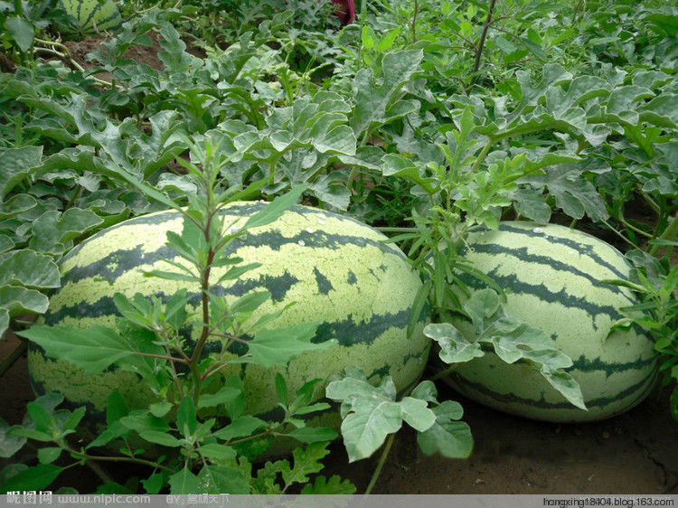 一般人不告诉你：日常使用的便宜好药 -  红杏 - 红杏