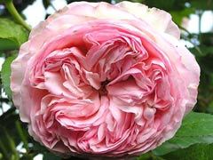 圣埃泽布嘉（St. Ethelburga