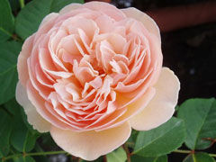 甜蜜朱丽叶（Sweet Juliet）