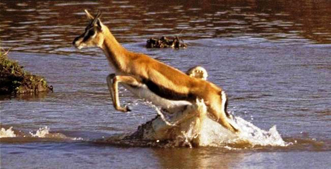 鳄鱼残暴的行凶瞬间 - 月  月 - 阳光月月《万网搜索》