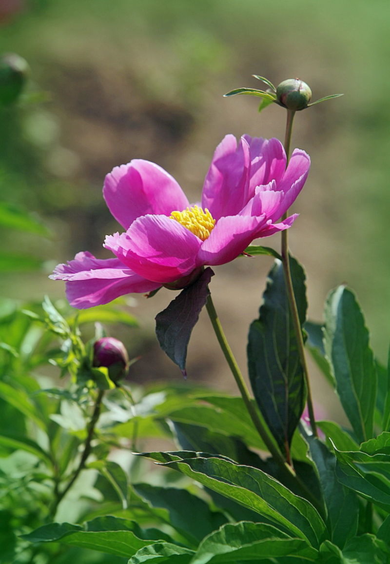 ╰※╮绚丽何尝逊花王◇缤纷芍药