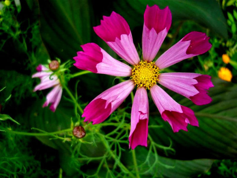 Rose【夏日花卉】（3490） - 