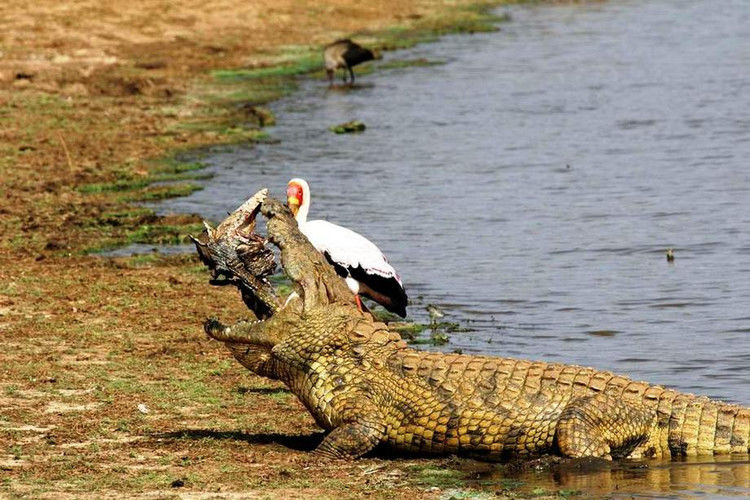 鳄鱼残暴的行凶瞬间 - 月  月 - 阳光月月《万网搜索》