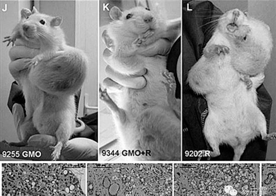 美国正式宣布转基因有毒!