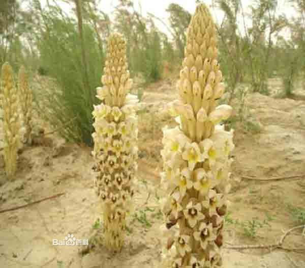 好厉害的药酒 - 我反正信了 - 我反正信了的博客