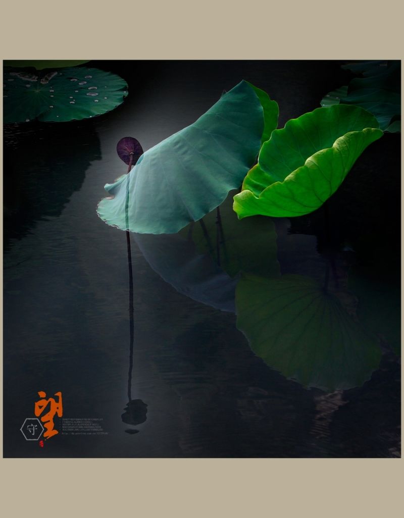 守望【2014荷之系列】