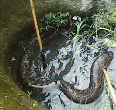 打杀巨蛇者惨死_见死不救遭殃14载_!