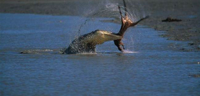 鳄鱼残暴的行凶瞬间 - 月  月 - 阳光月月《万网搜索》