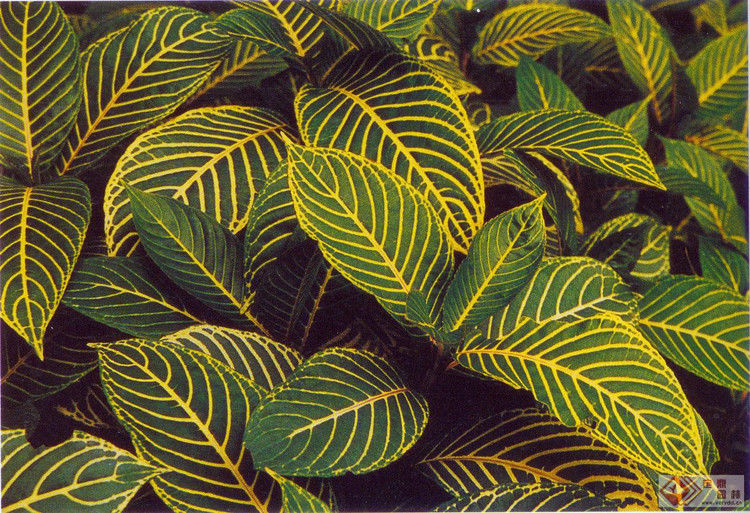 园艺师教你哪种花多久浇一次水 - 南山秀竹 - 南山文化园