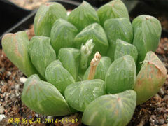 帝玉露Haworthia cooperi va