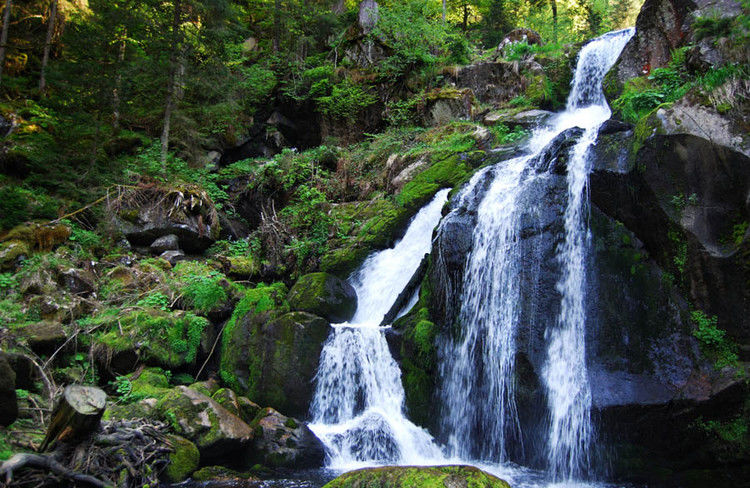 世界上最迷人的十大森林-宝贝梦－分享美丽.分享快乐.品味人生