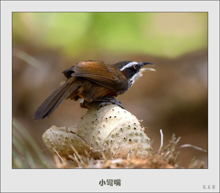 五十种漂亮的爱鸟！来认识一下吧！【美图共赏】 - 無為居士 - 聚美齋