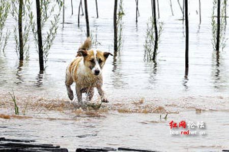 网友评感动中国十大动物 母猪救夫夺冠(图)