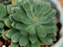 密叶莲Sedeveria Darley Dal