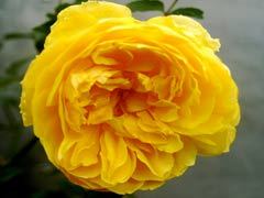 莫林纽克斯（Molineux )