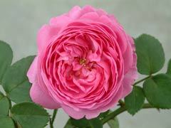 路易欧迪(Louise Odier)