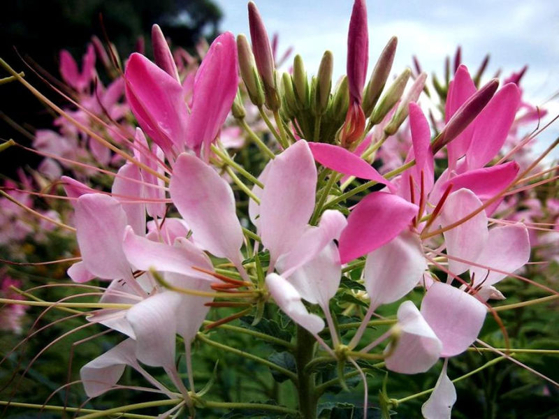 Rose【夏日花卉】