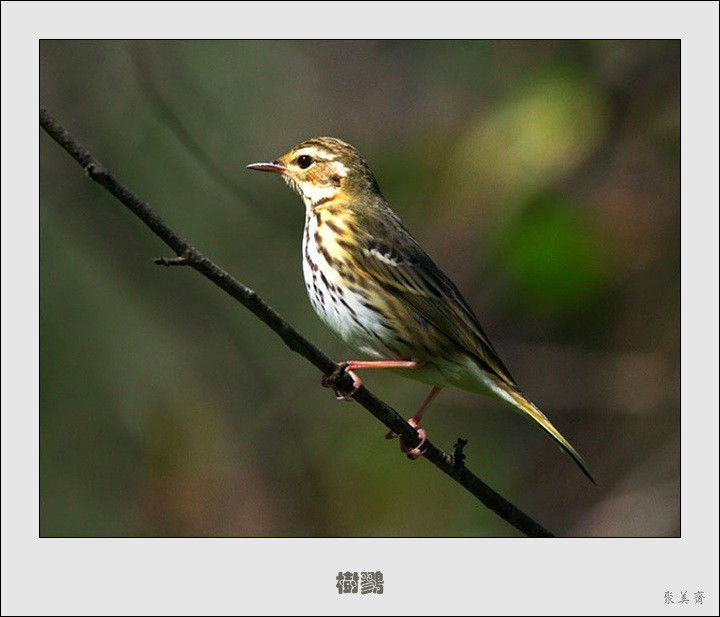 五十种漂亮的爱鸟！来认识一下吧！【美图共赏】 - 無為居士 - 聚美齋