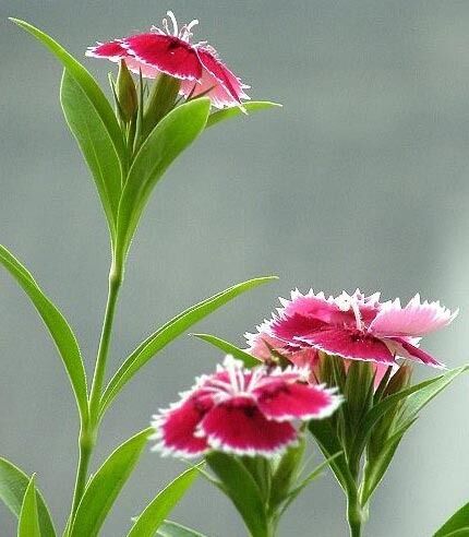 点击浏览下一张