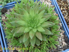 晚红瓦松Orostachys japonic