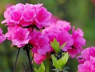 园艺师教你哪种花多久浇一次水 - 南山秀竹 - 南山文化园