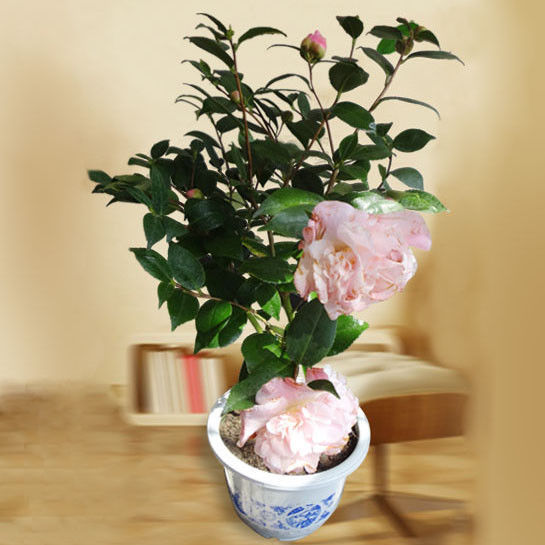 园艺师教你哪种花多久浇一次水 - 南山秀竹 - 南山文化园