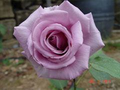 蓝色尼罗河(Blue Nile)