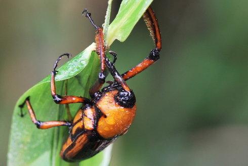 农村长大的，看看我们小时候吃的野果子