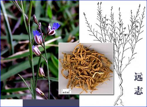 抗衰老方法很简单，三味中药泡水喝(58岁变28岁) - 明子 - 工人 明子 的博客 