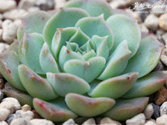 海琳娜Echeveria Hyaliana
