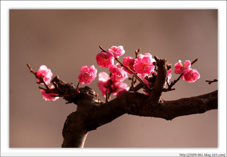 描写“梅”的诗句大全（唯美诗画） - 宝贝梦 - 享受人生