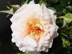 梅兰迪娜夫人（Lady Meillan