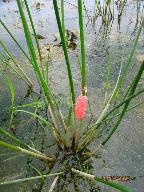 农村长大的，看看我们小时候吃的野果子