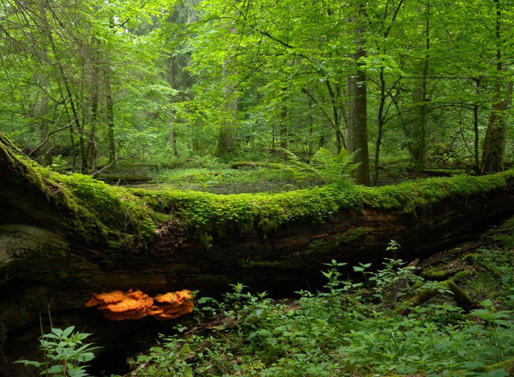 世界上最迷人的十大森林-宝贝梦－分享美丽.分享快乐.品味人生