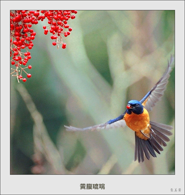 五十种漂亮的爱鸟！来认识一下吧！【美图共赏】 - 無為居士 - 聚美齋