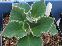 虎耳断崖Sinningia iarae