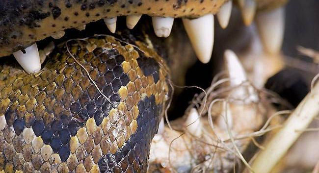 鳄鱼残暴的行凶瞬间 - 月  月 - 阳光月月《万网搜索》