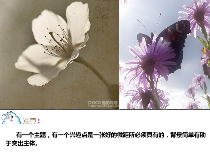 微距摄影十二条基础知识讲解 - 至尊宝 - 每个人的信仰都是存在的、进步的和近似的,